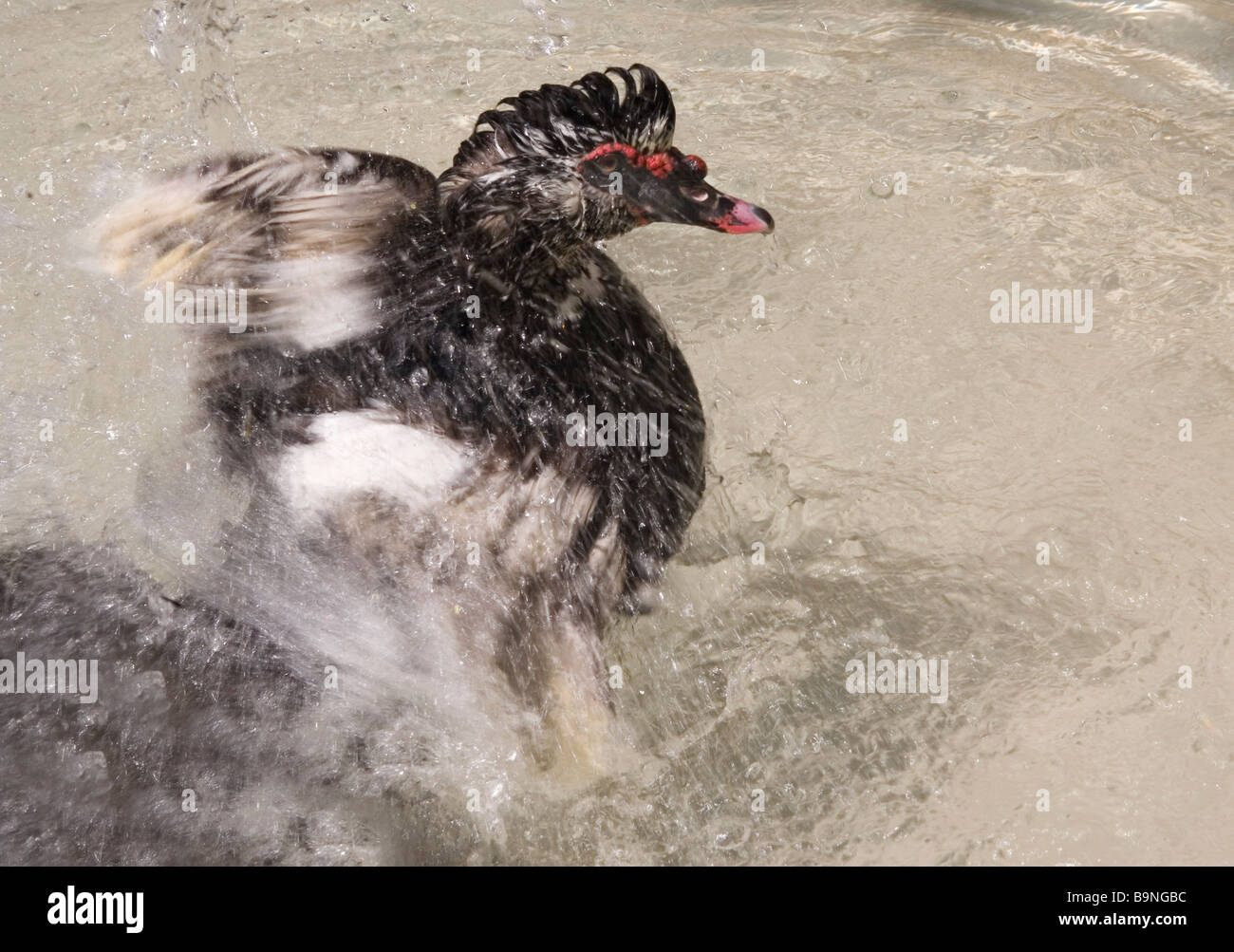 Duck enjoying a bath Stock Photo - Alamy