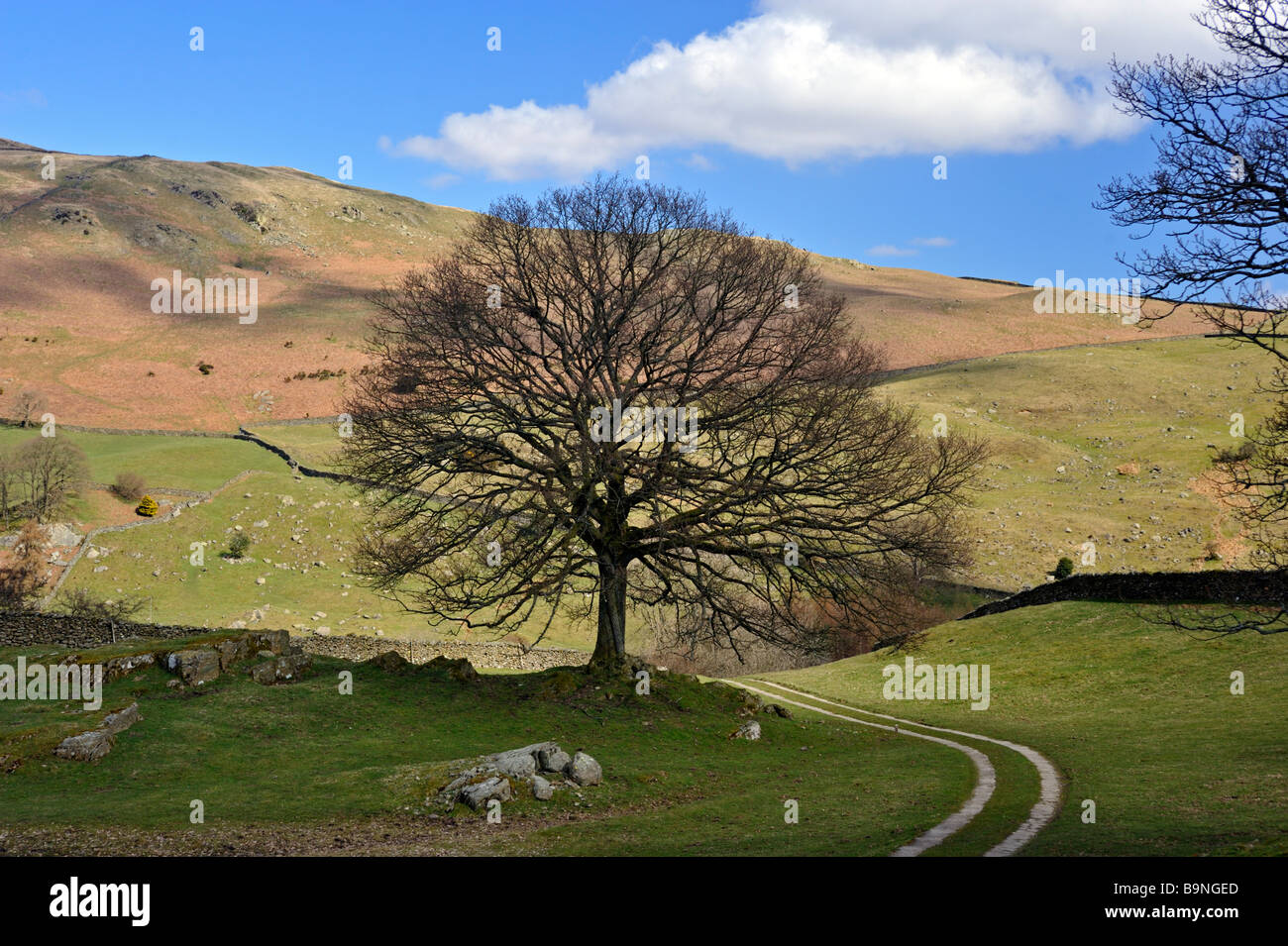 Oak tree in Spring. Frost Hole Farm, Staveley, Lake District National Park, Cumbria, England