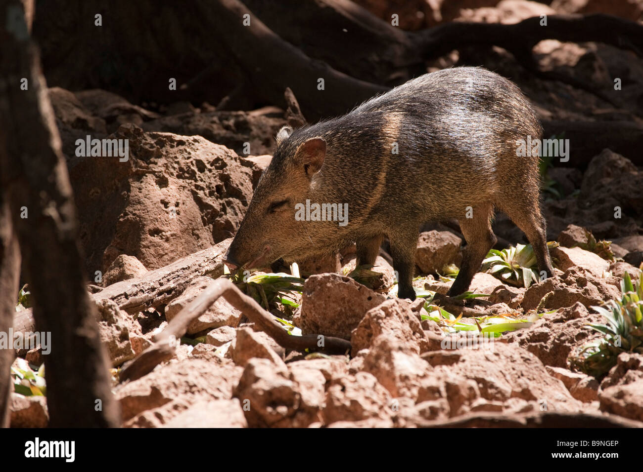 Indian Pig Stock Photos & Indian Pig Stock Images Alamy