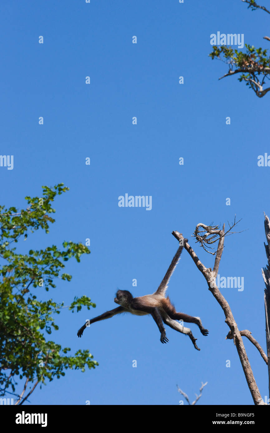 Mexico Yucatan - Aktun Chen Cenote cave park, Tulum. Spider monkey in zoo area leaping between trees using tail. Stock Photo