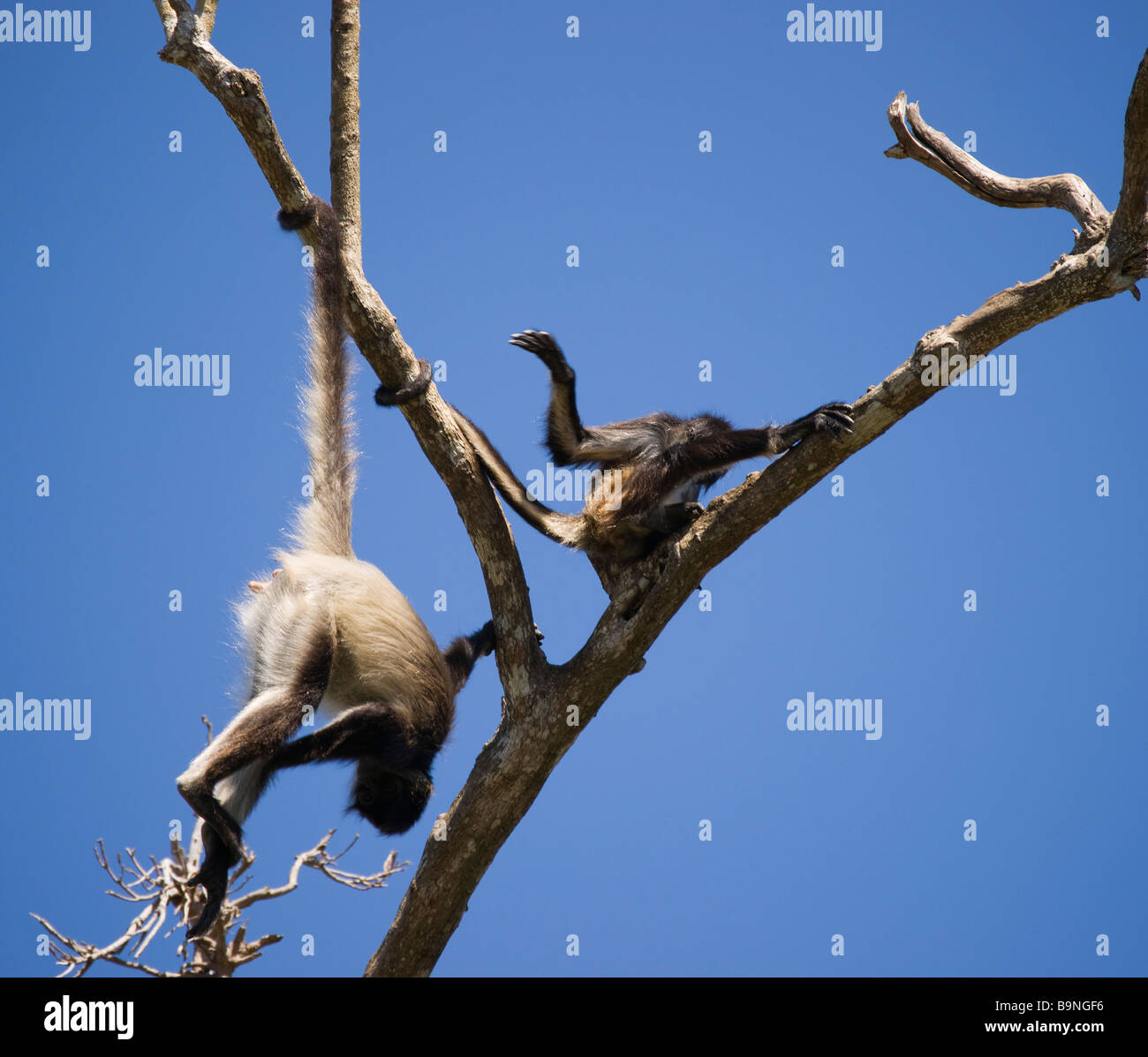 Mexico Yucatan Aktun Chen Cenote cave park Tulum spider monkey zoo