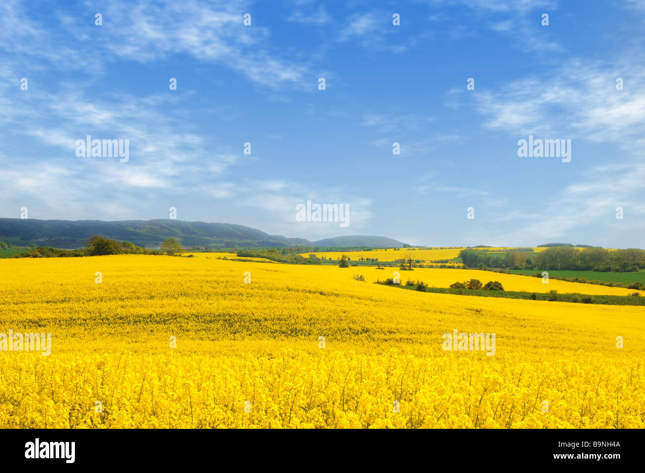 Rural landscape with oilseed rape fields and bright blue cloudy sky. Stock Photo