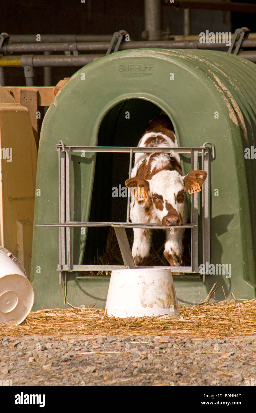 Calf hutches on farm near Mortain in the Manche (50) departement of