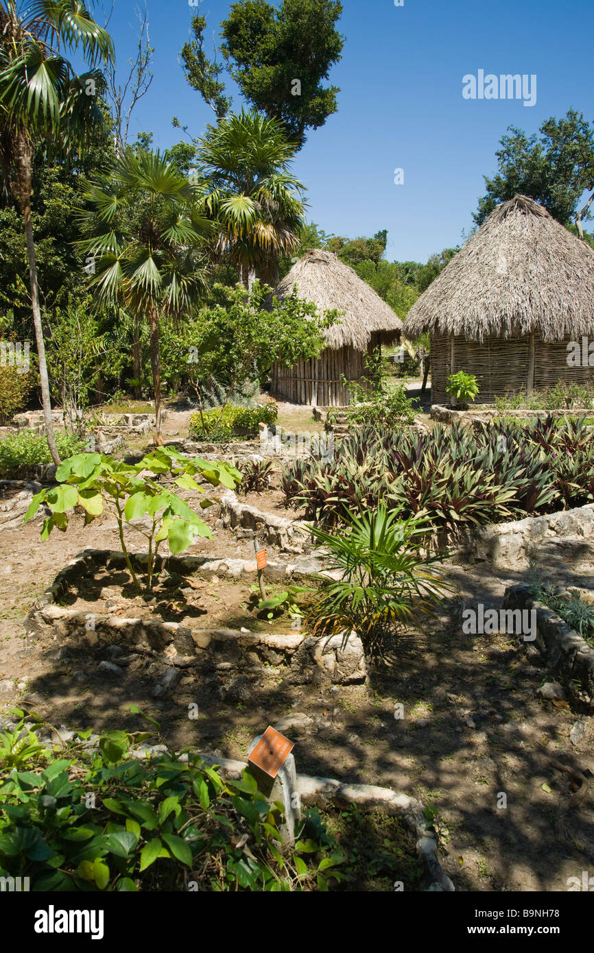Jardin Botanico Dr Alfredo Barrera Martin near Puerto Morelos physic garden of plants used by the Maya Stock Photo