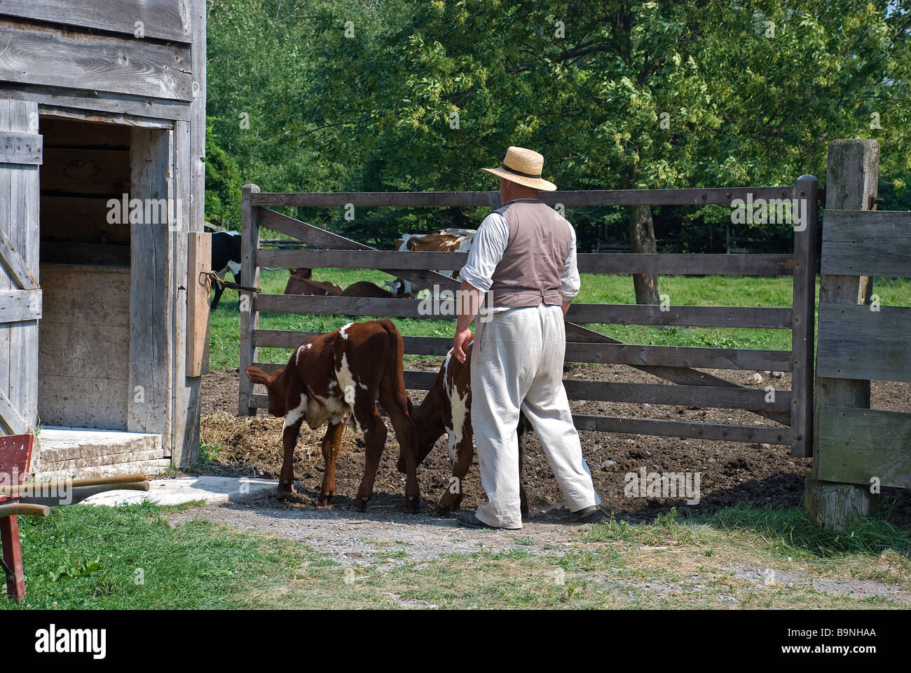 farmer opening 5 barred gate for calfs. Stock Photo