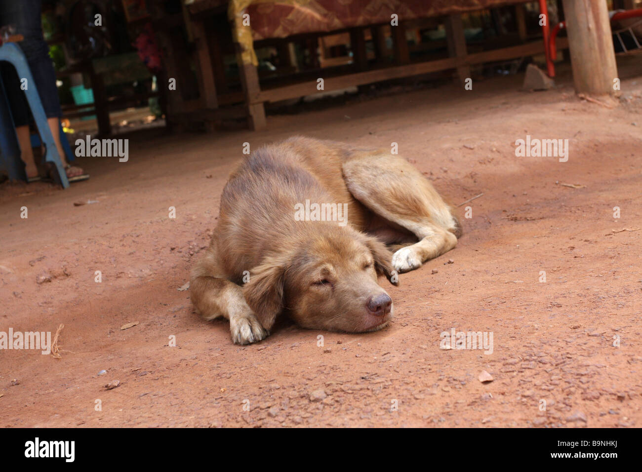 dog-sleeping-by-siem-reap-cambodia-stock-photo-alamy