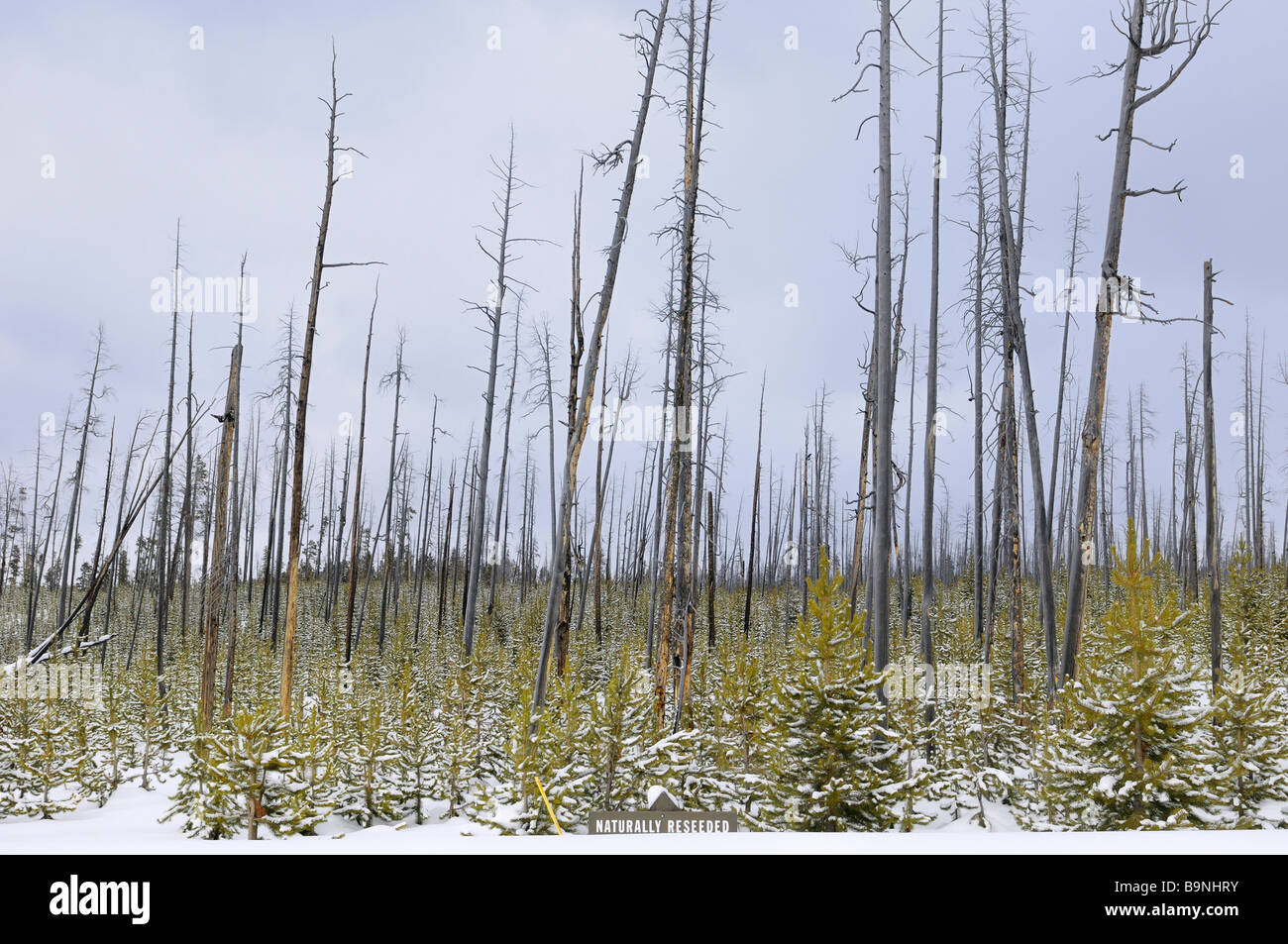 Naturally reseeded Lodgepole Pine after 1988 burn in Yellowstone National Park in winter Stock Photo