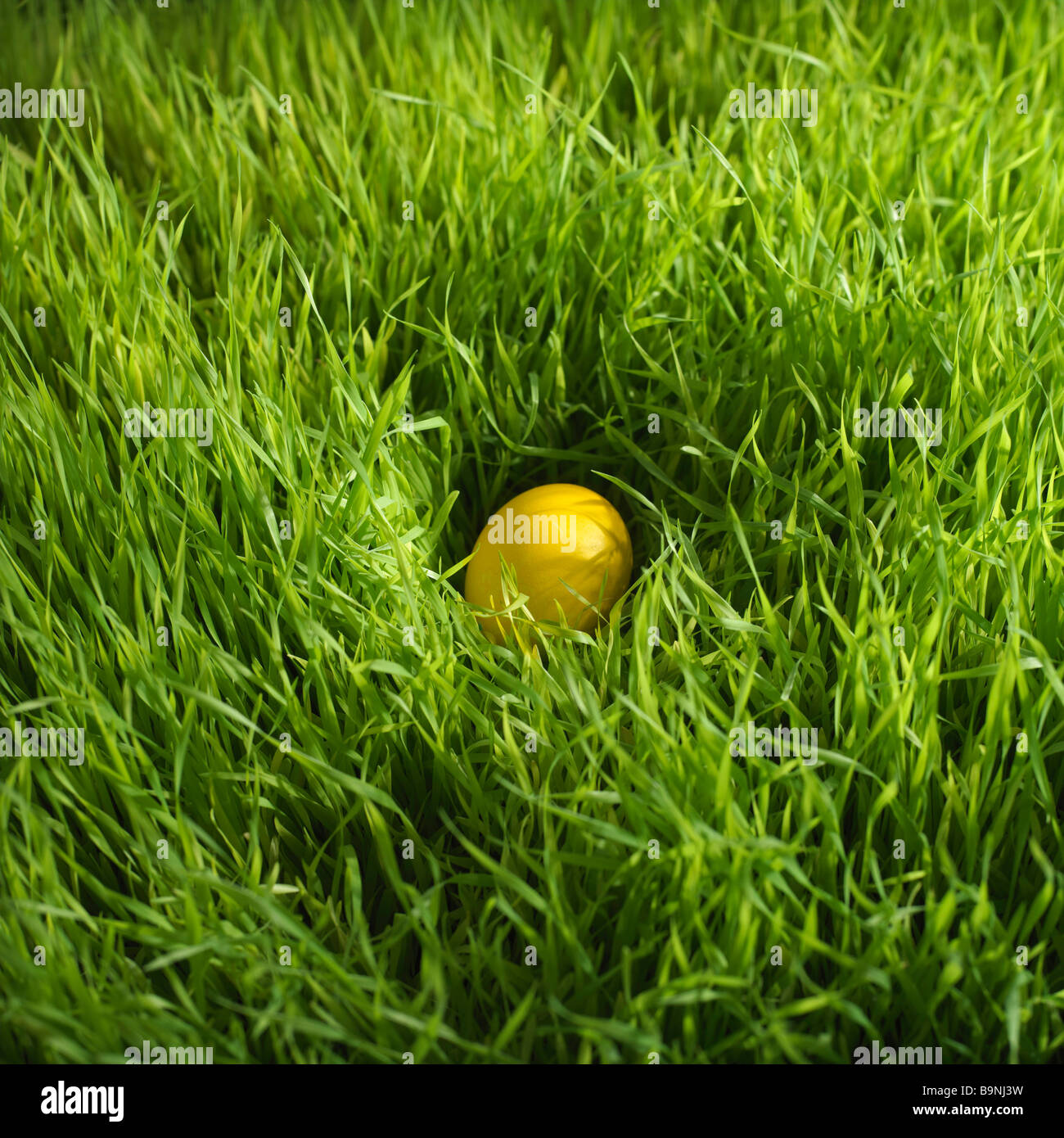 colored Easter egg hidden in grass Stock Photo