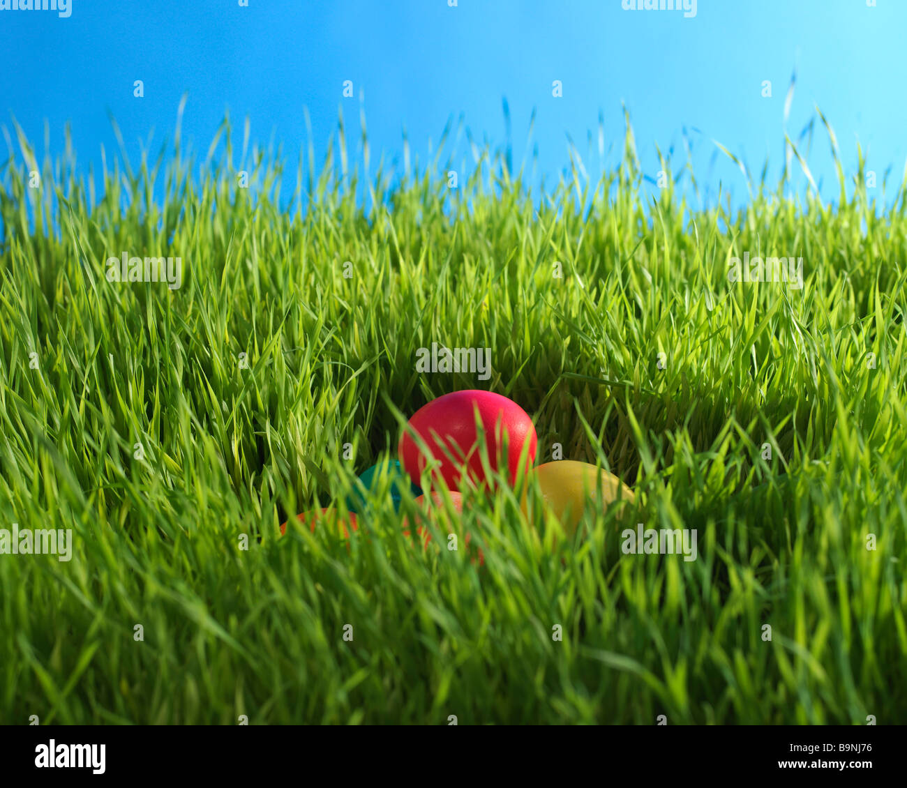 colored Easter eggs hidden in the grass Stock Photo - Alamy