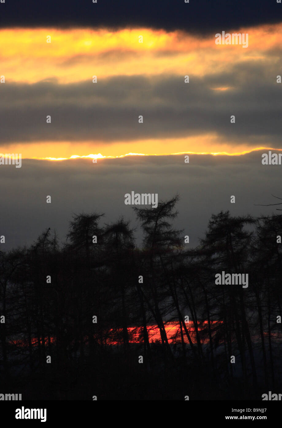 Black pine trees uk hi-res stock photography and images - Alamy