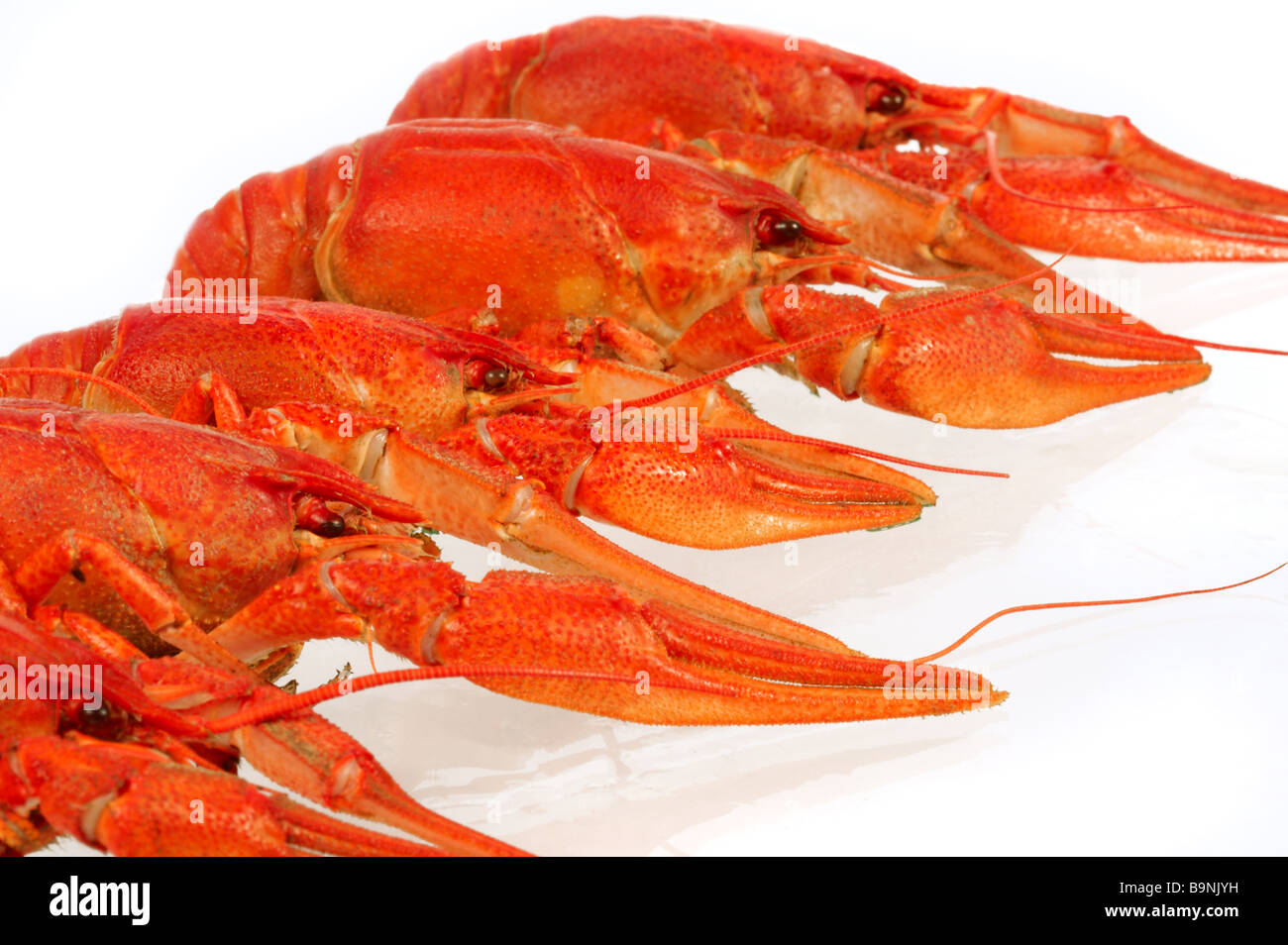 River crayfish on a white background It is very tasty and dietary food Stock Photo