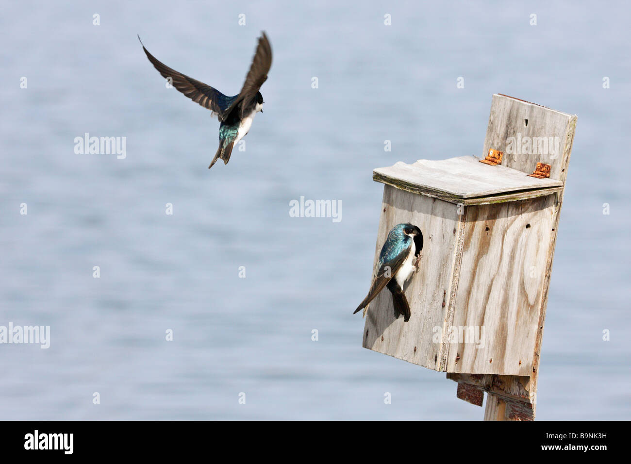 Tree Swallows at Birdbox Stock Photo