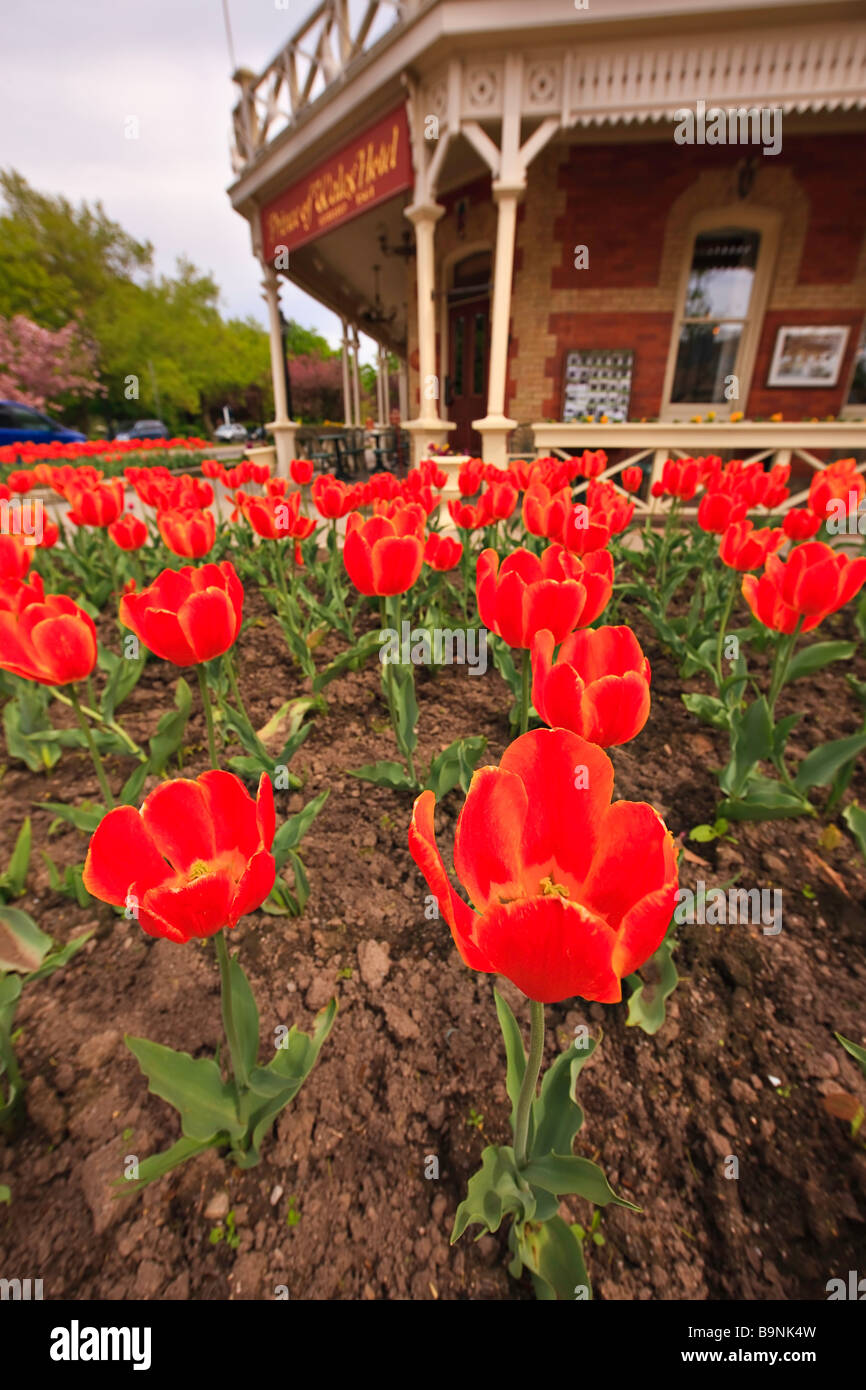Colourful Tulips Tulipa outside the Prince of Wales Hotel built in 1864 in the town of Niagara on the Lake Ontario Canada Stock Photo