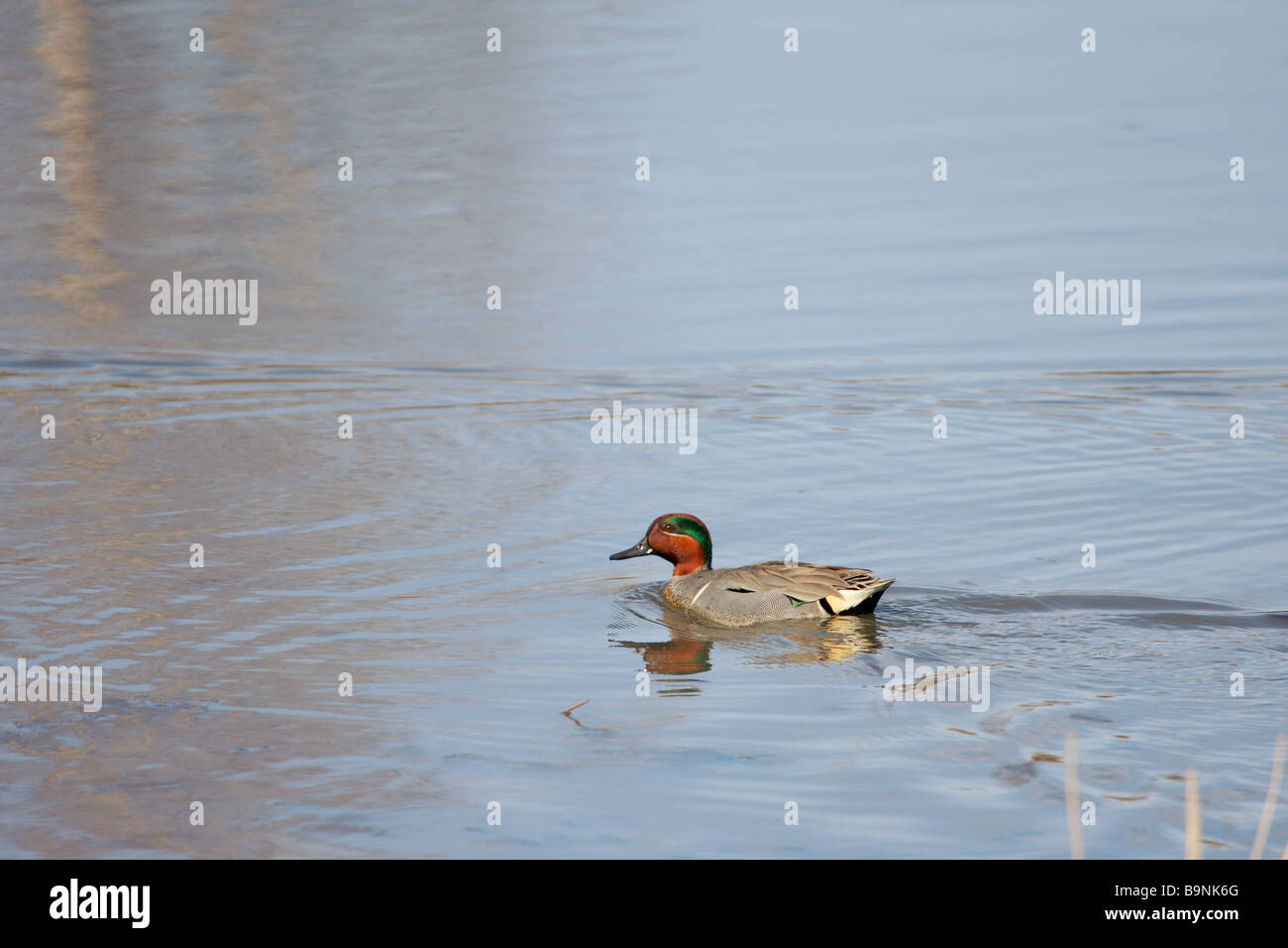 Green-winged Teal Duck male swimming Stock Photo