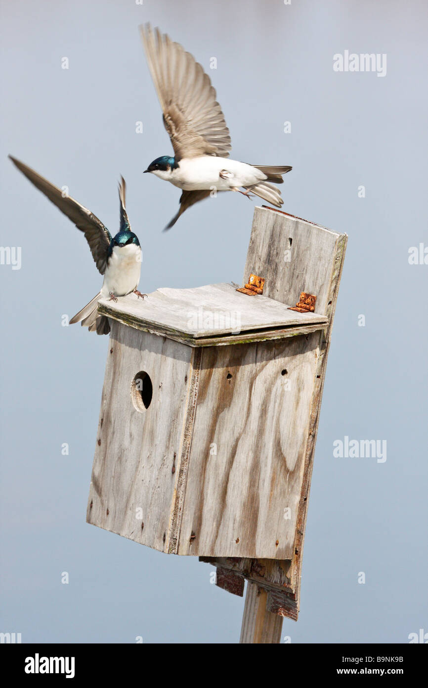 Tree Swallows flying near birdbox Stock Photo