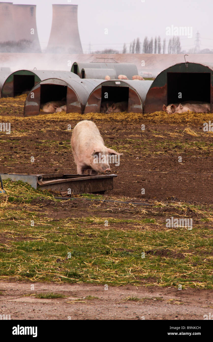 pig on an outdoor pig farm in lincolnshire Stock Photo