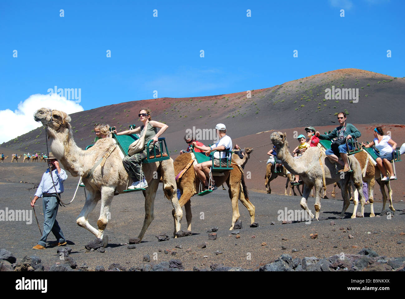 Camel rides, Timanfaya National Park, Lanzarote, Canary islands, Spain ...
