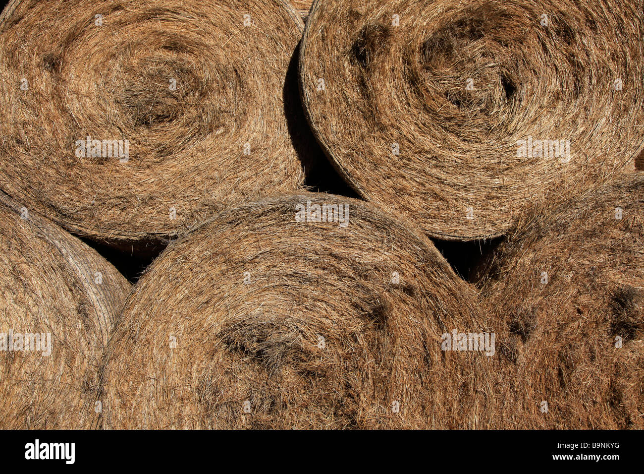 Round straw bales stored in barn for supplementary animal feed