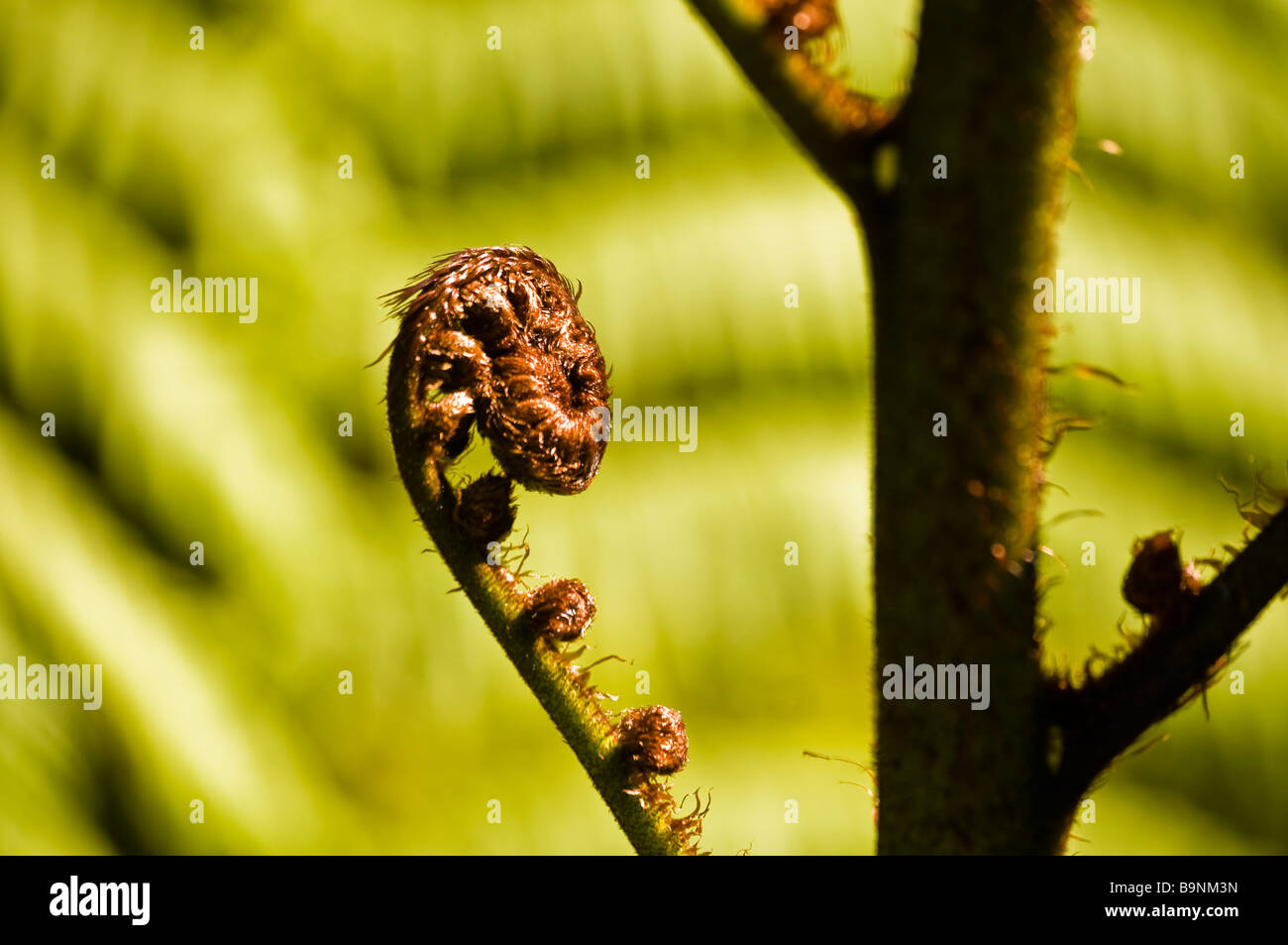 An unfurling fern frond called a koru in Maori symbolizing new life growth strength and peace in New Zealand  Stock Photo