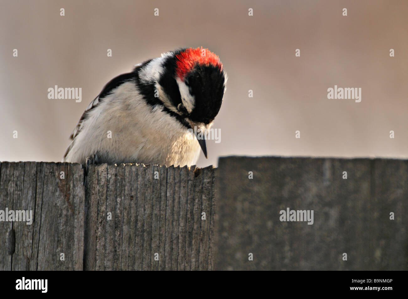 Downy Woodpecker 09176 Stock Photo