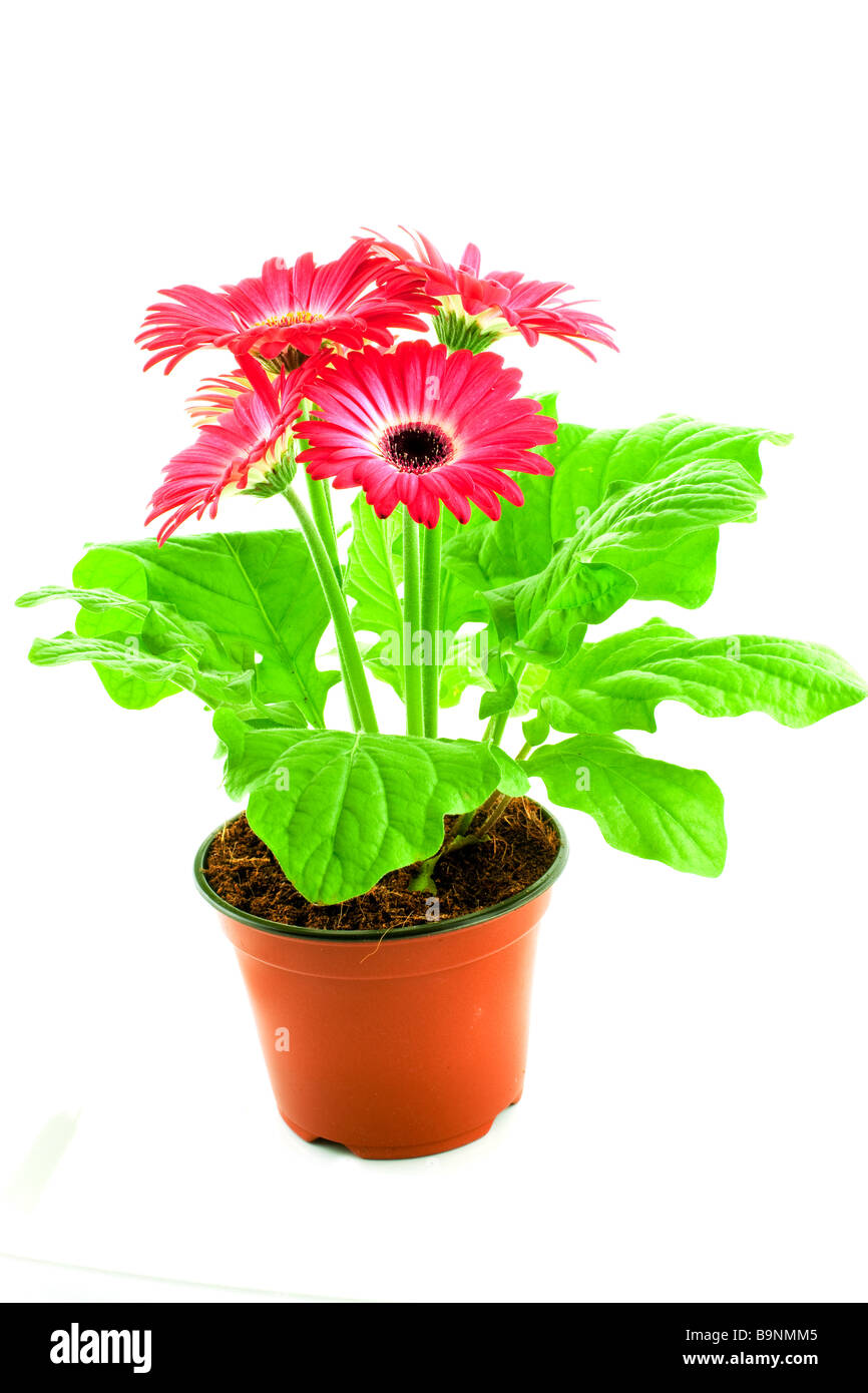Pink gerbera in a pot on a white background Stock Photo