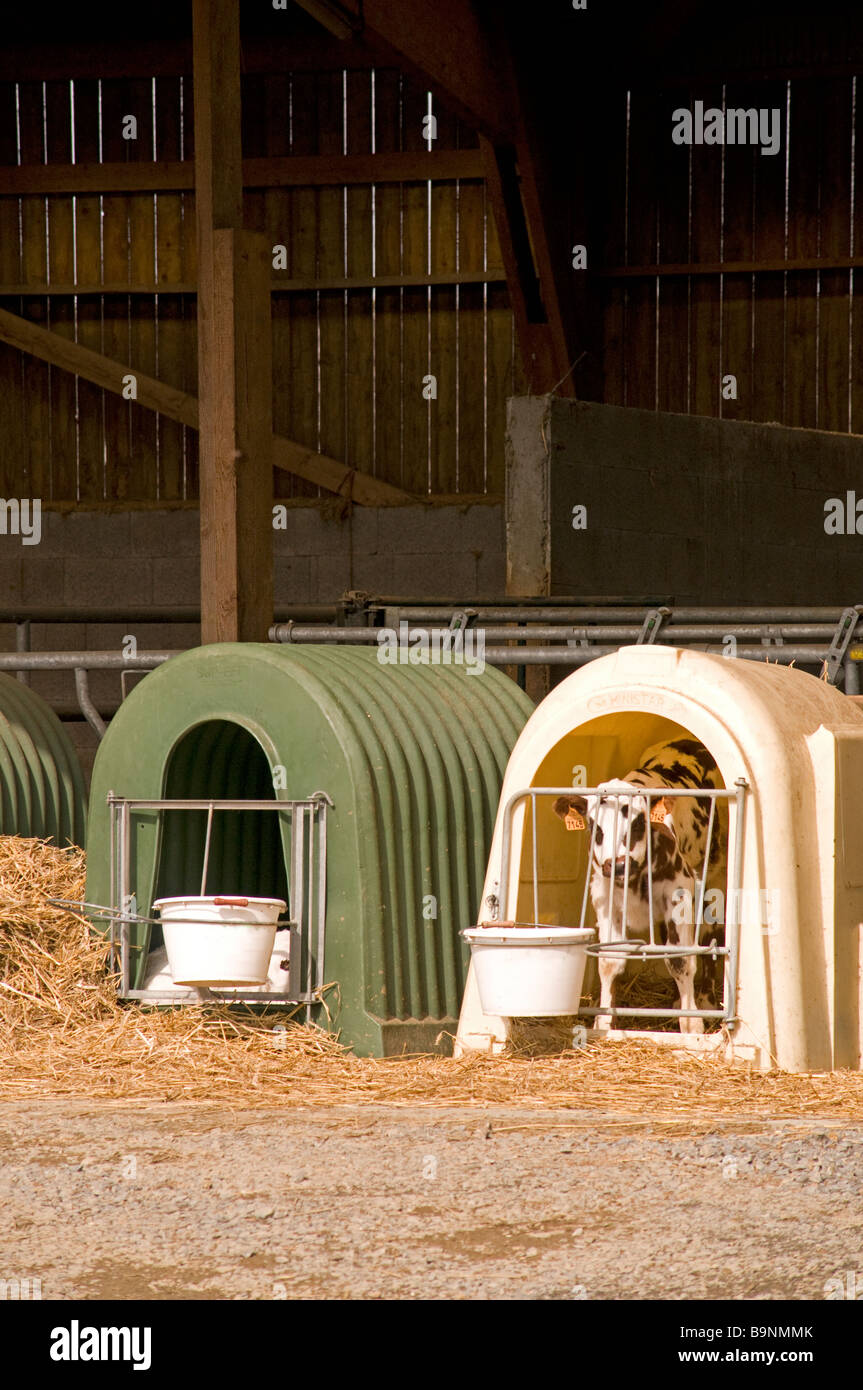Calf crates hires stock photography and images Alamy