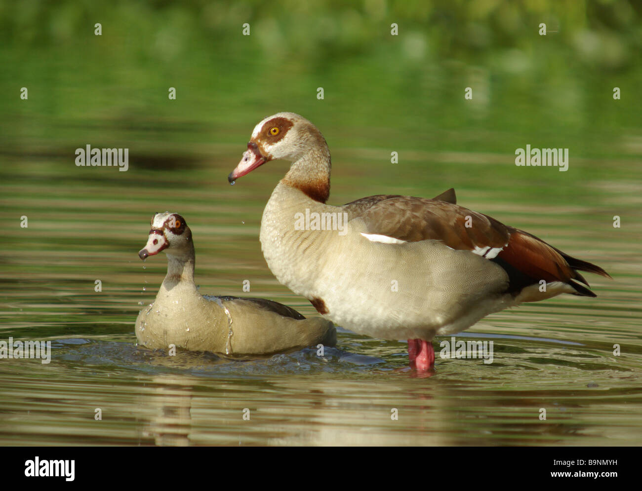 Egyptian geese hires stock photography and images Alamy