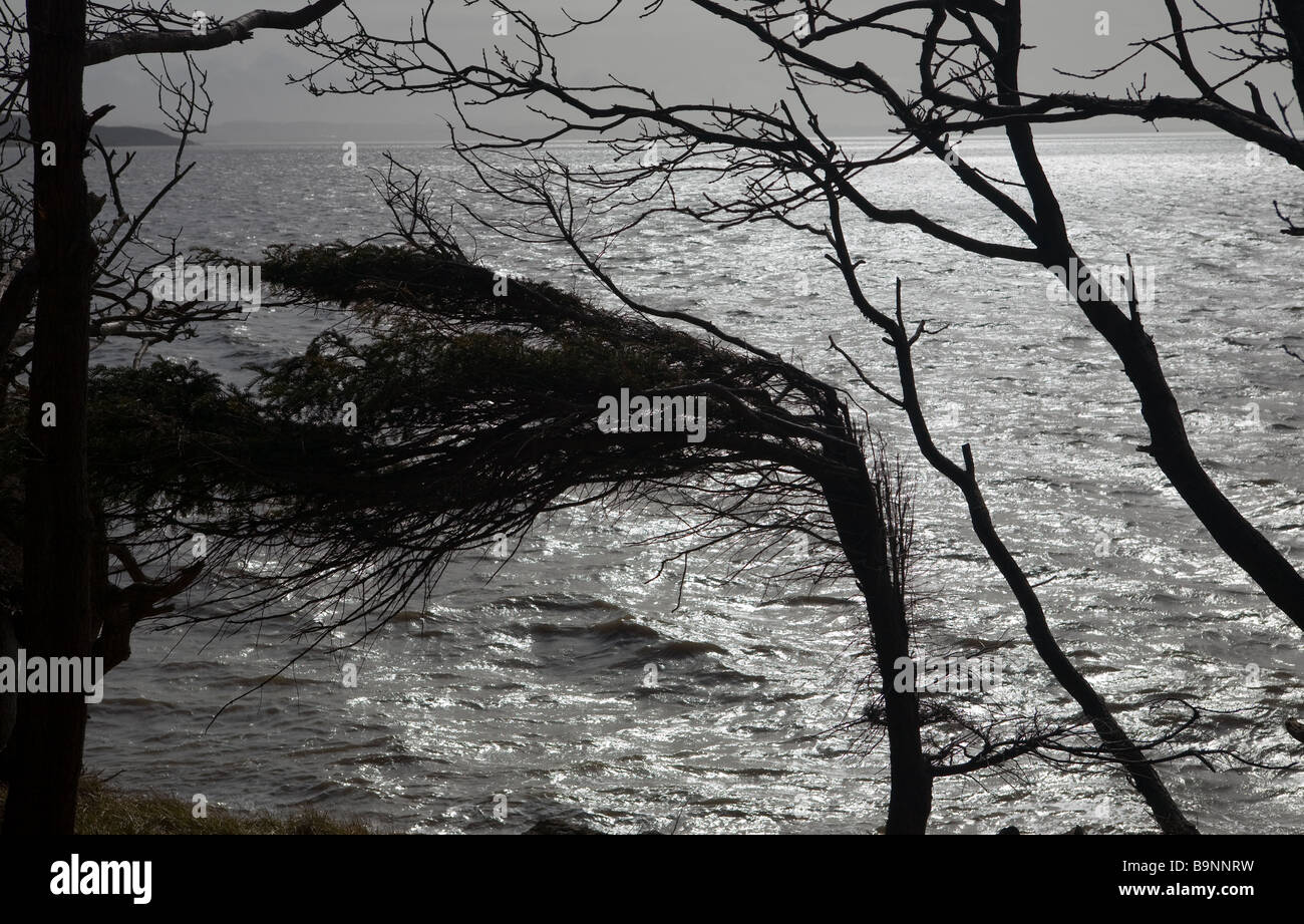 Weather Beaten Tree Stock Photo Alamy