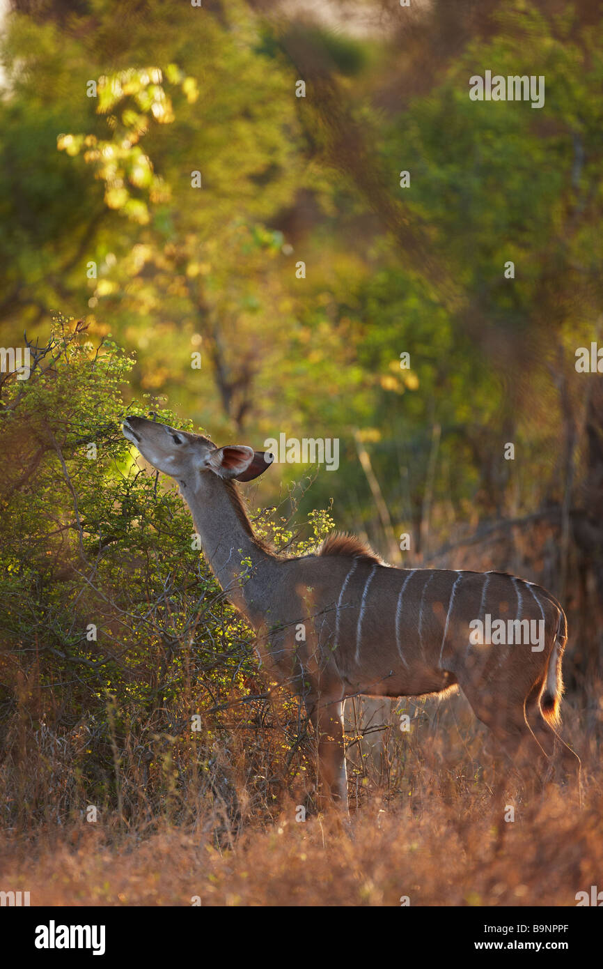 a nyala ewe feeding on vegetation, Kruger National Park, South africa Stock Photo