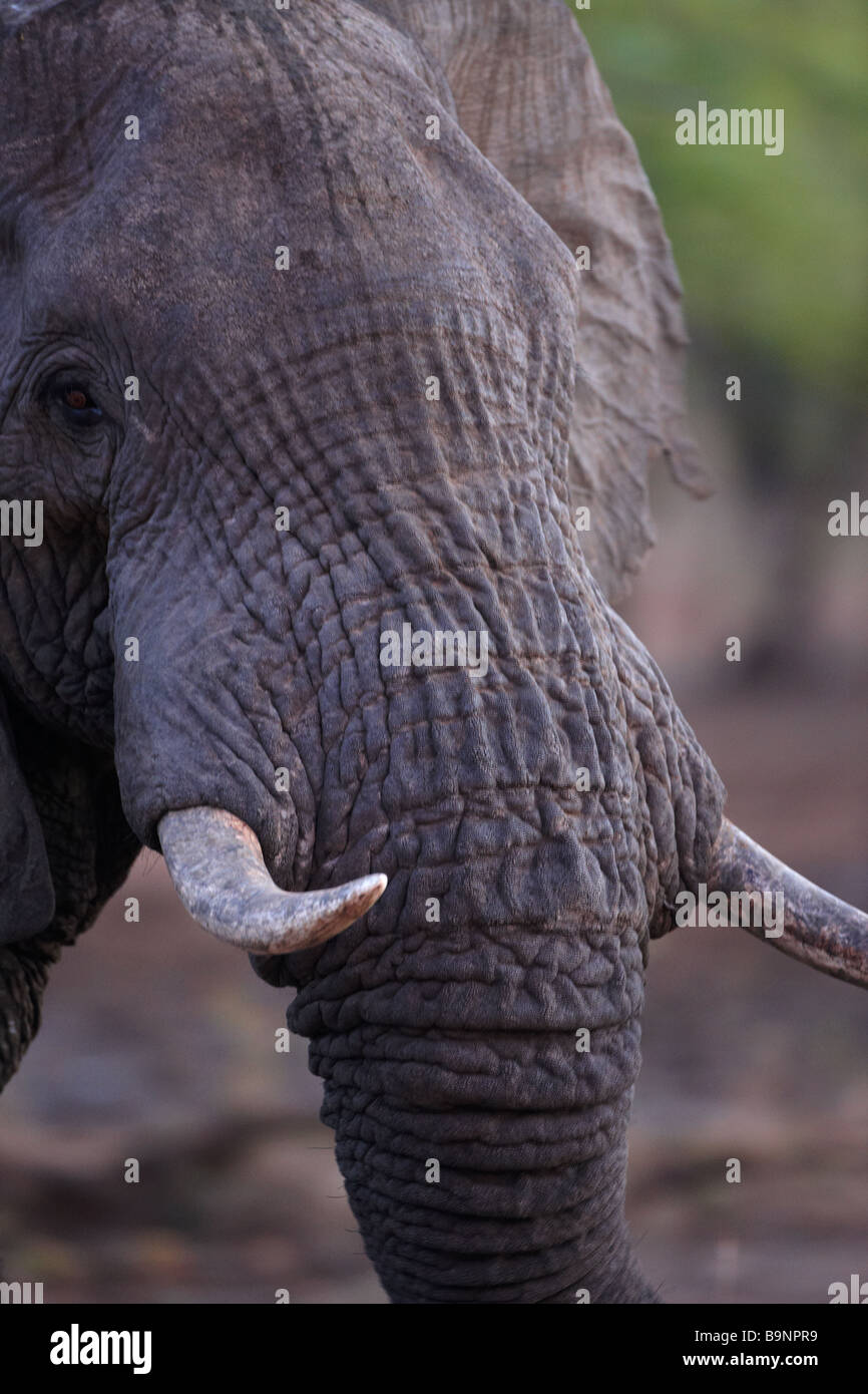 elephant, Kruger National Park, South Africa Stock Photo