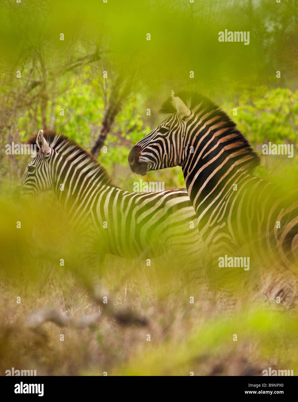 a couple of zebra in the bush, Kruger National Park, South Africa Stock Photo