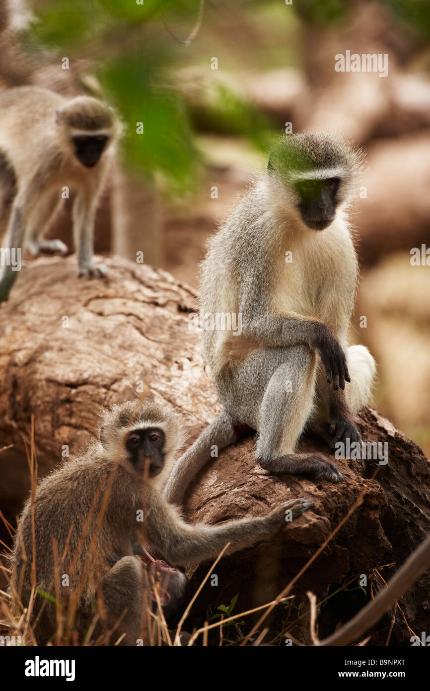 three vervet monkeys on a tree trunk in the bush, Kruger National Park, South Africa Stock Photo