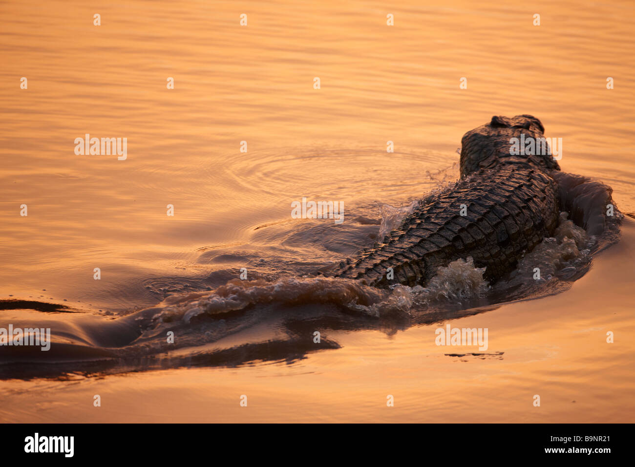 Nile crocodile at dusk in a river, Kruger National Park, South Africa Stock Photo