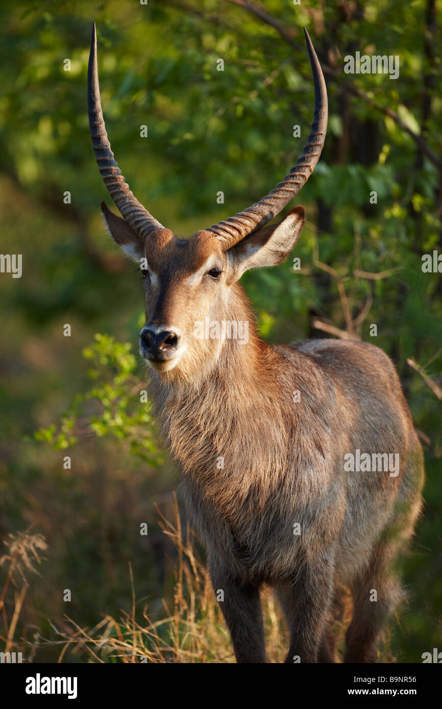 waterbuck bull in the bush, Kruger National park, South Africa Stock Photo