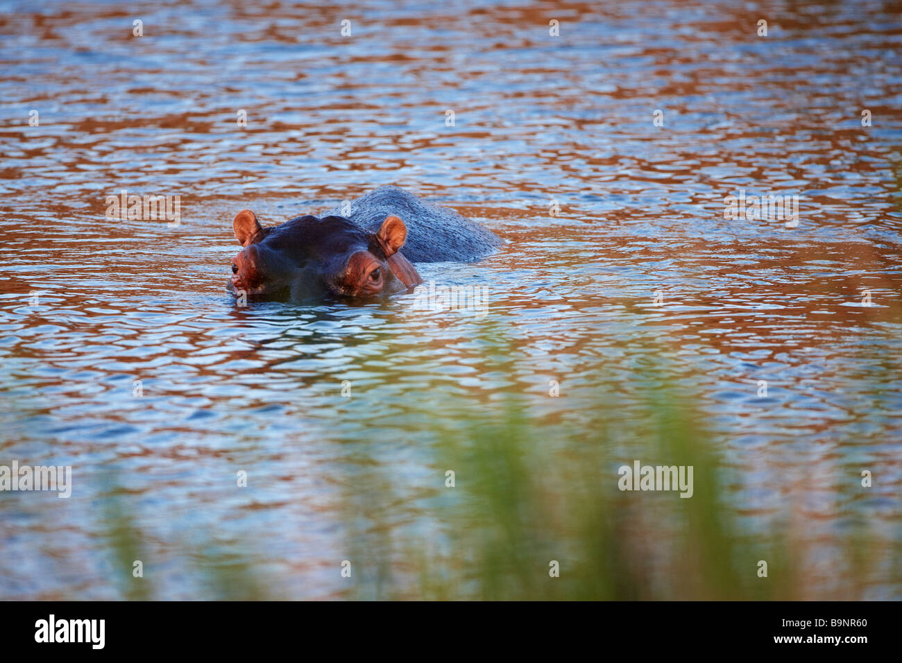 wary hippopotamus in a river, Kruger National Park, South Africa Stock Photo