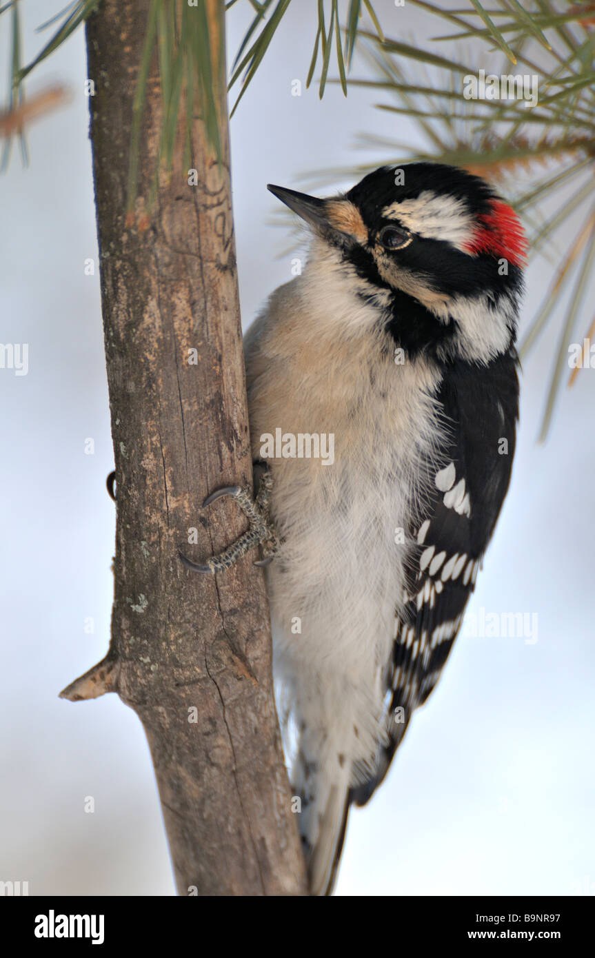 Downy Woodpecker 09172 Stock Photo