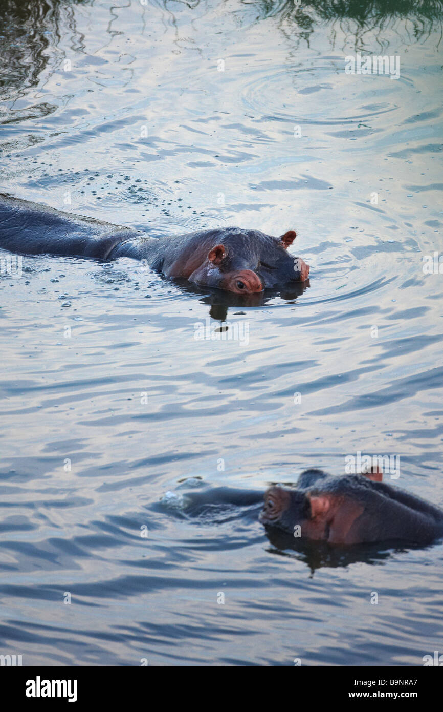 two hippopotamus in a river, Kruger National Park, South Africa Stock Photo