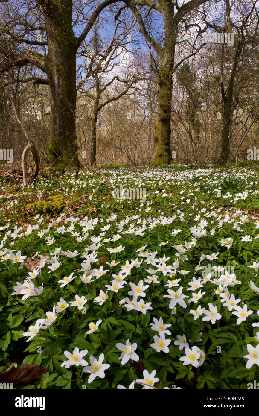 Wood Anemones Anemone nemorosa in flower in spring in ancient coppice