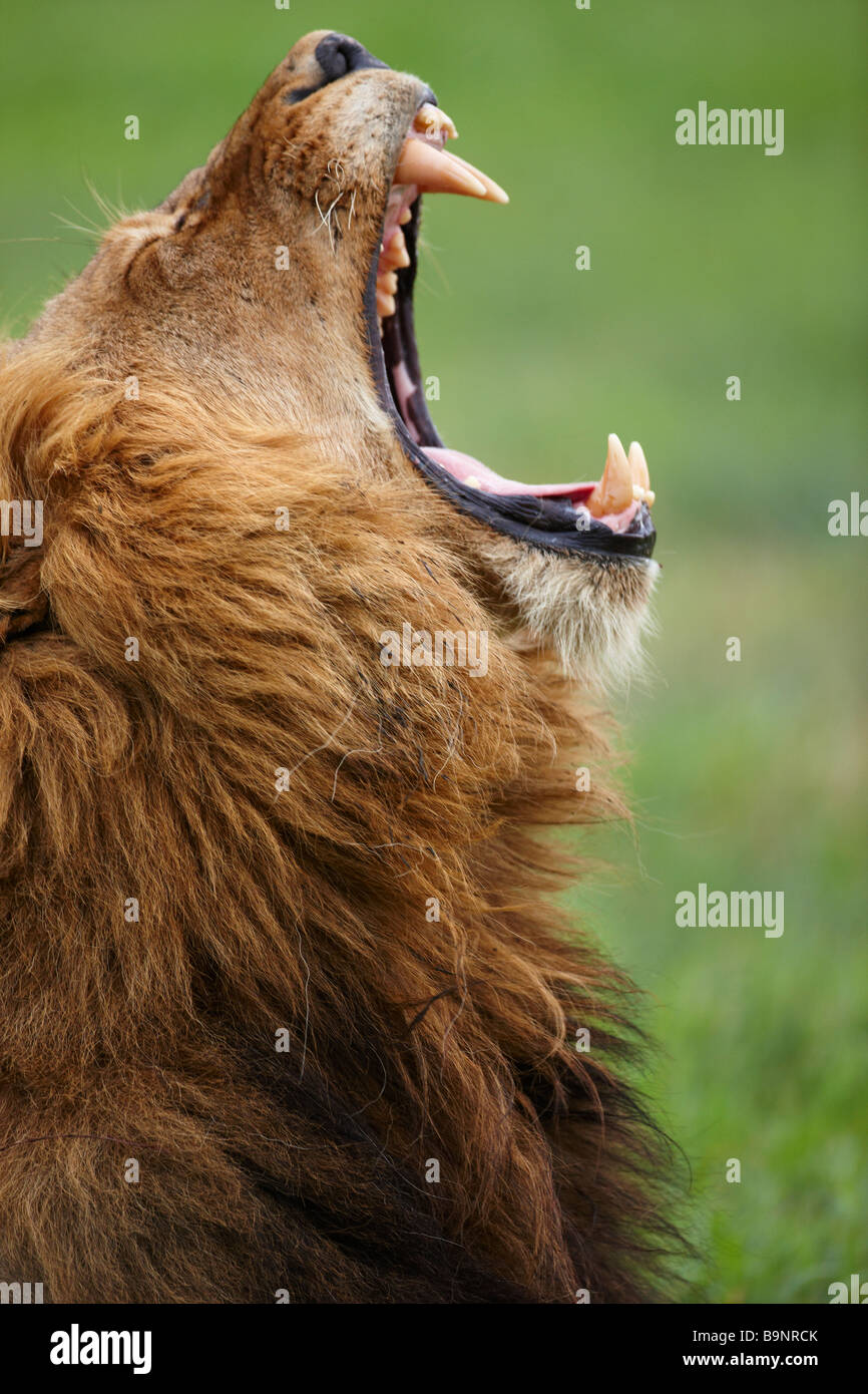 Lion kruger south africa hi-res stock photography and images - Alamy