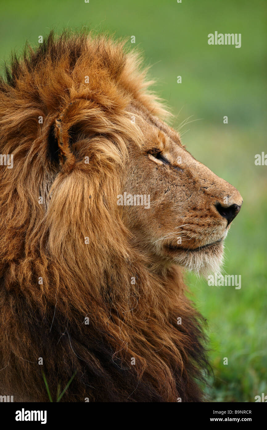 portrait of lion in the bush, Kruger National Park, South Africa Stock Photo