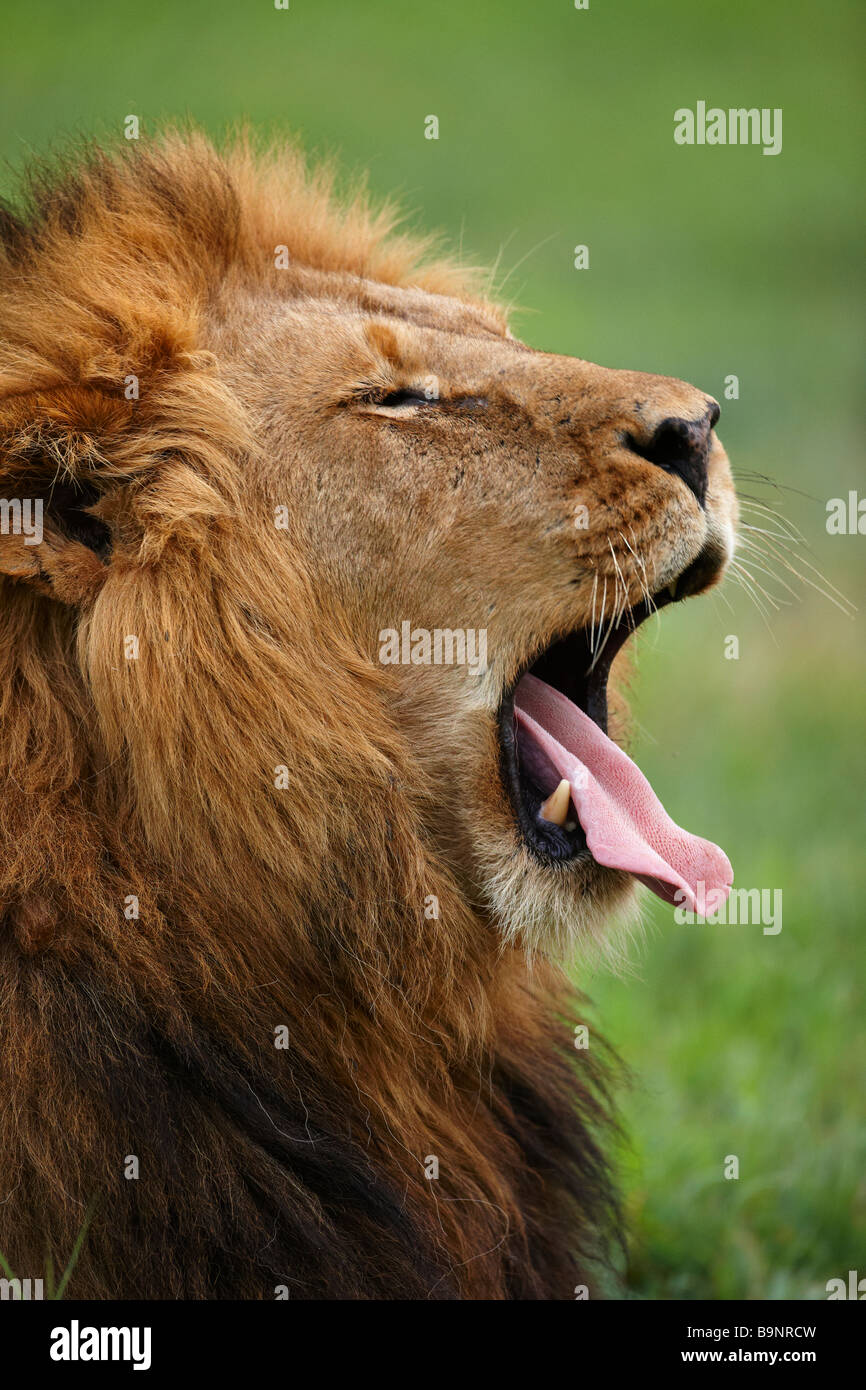 Male lion head shot profile hi-res stock photography and images - Alamy