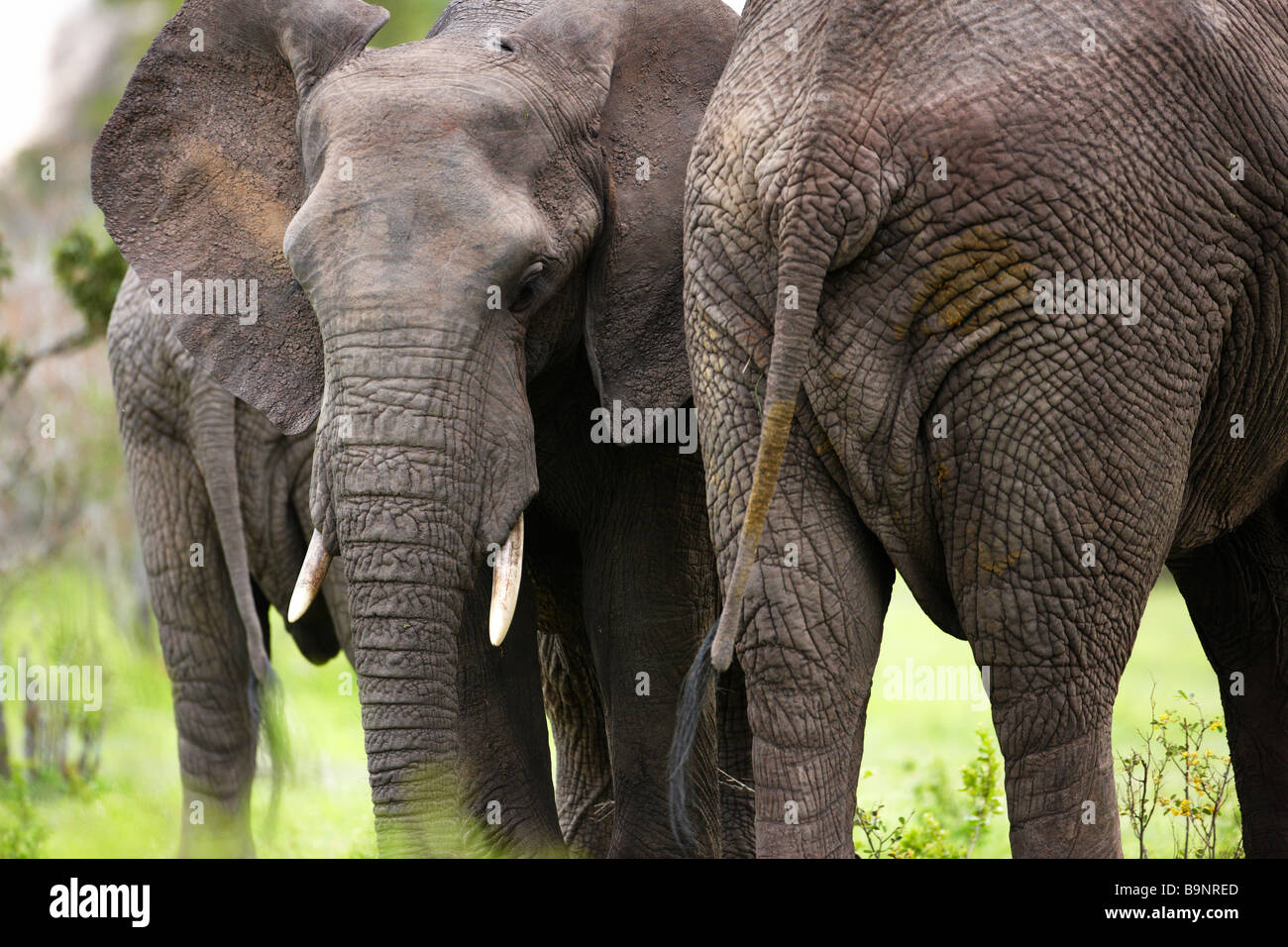 frontal and rear view of African elephants in the bush, Kruger National Park, South Africa Stock Photo