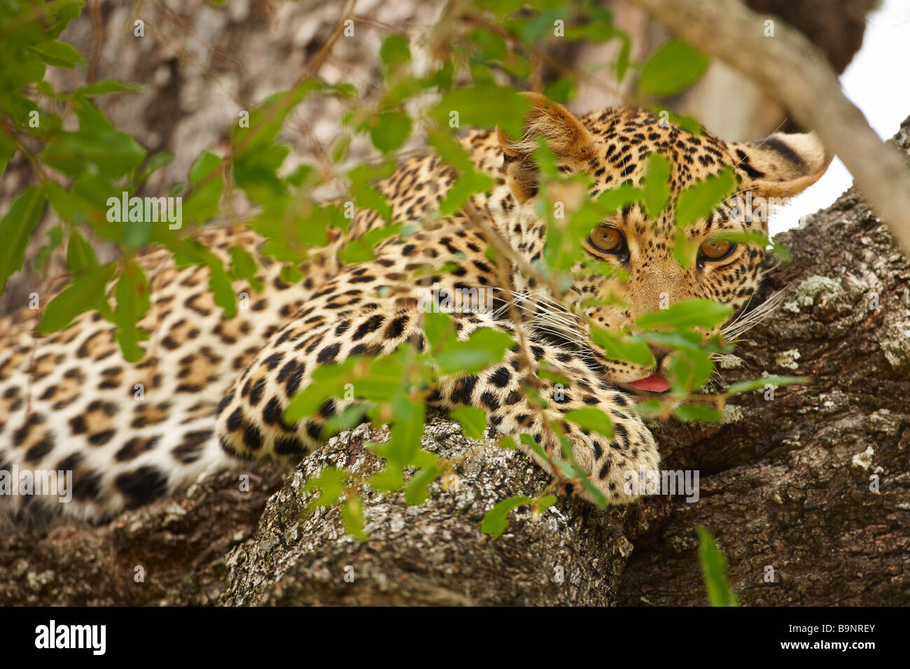 leopard resting in a tree, Kruger National Park, South Africa Stock Photo