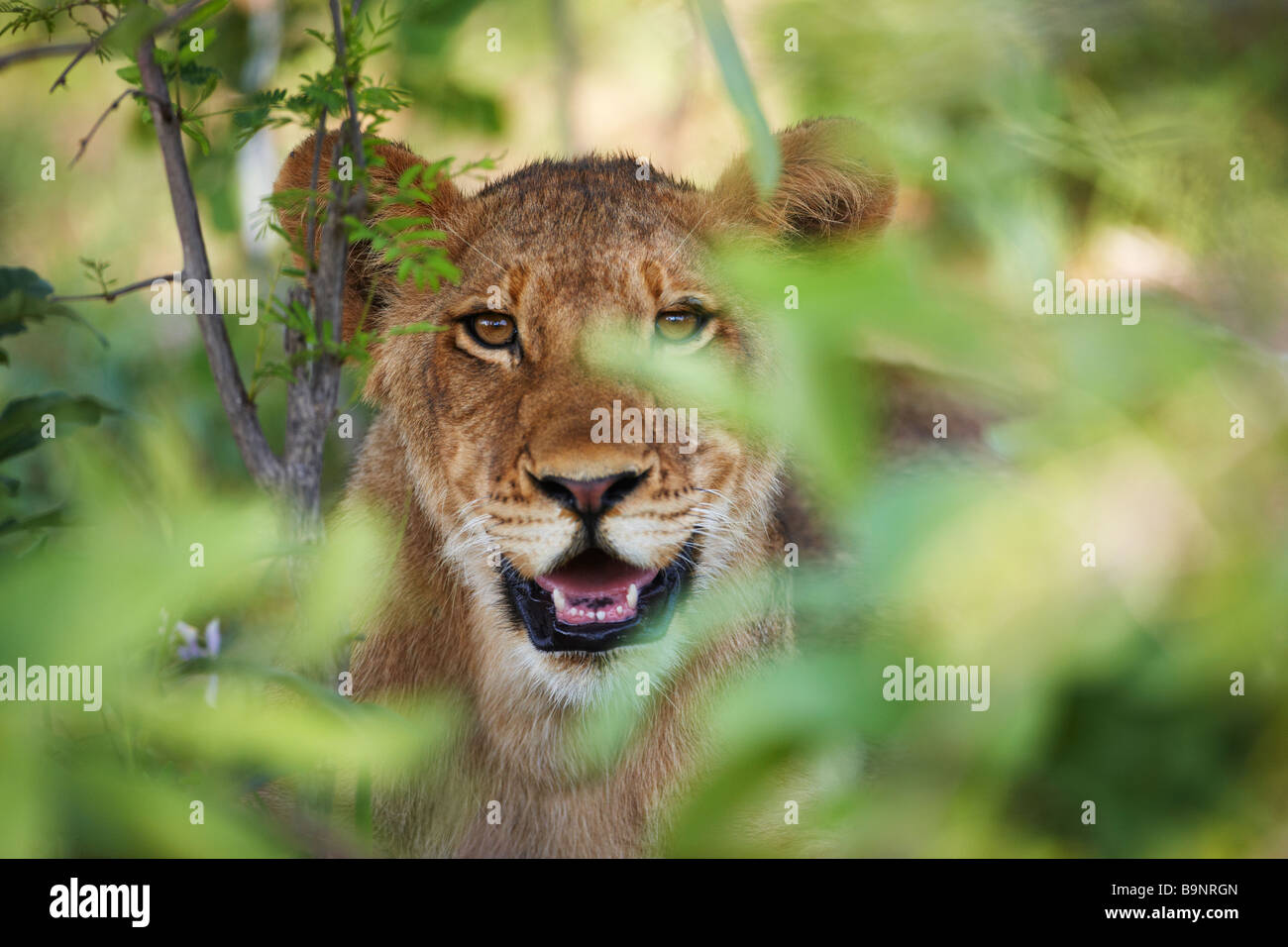 African lion in national park hi-res stock photography and images - Alamy