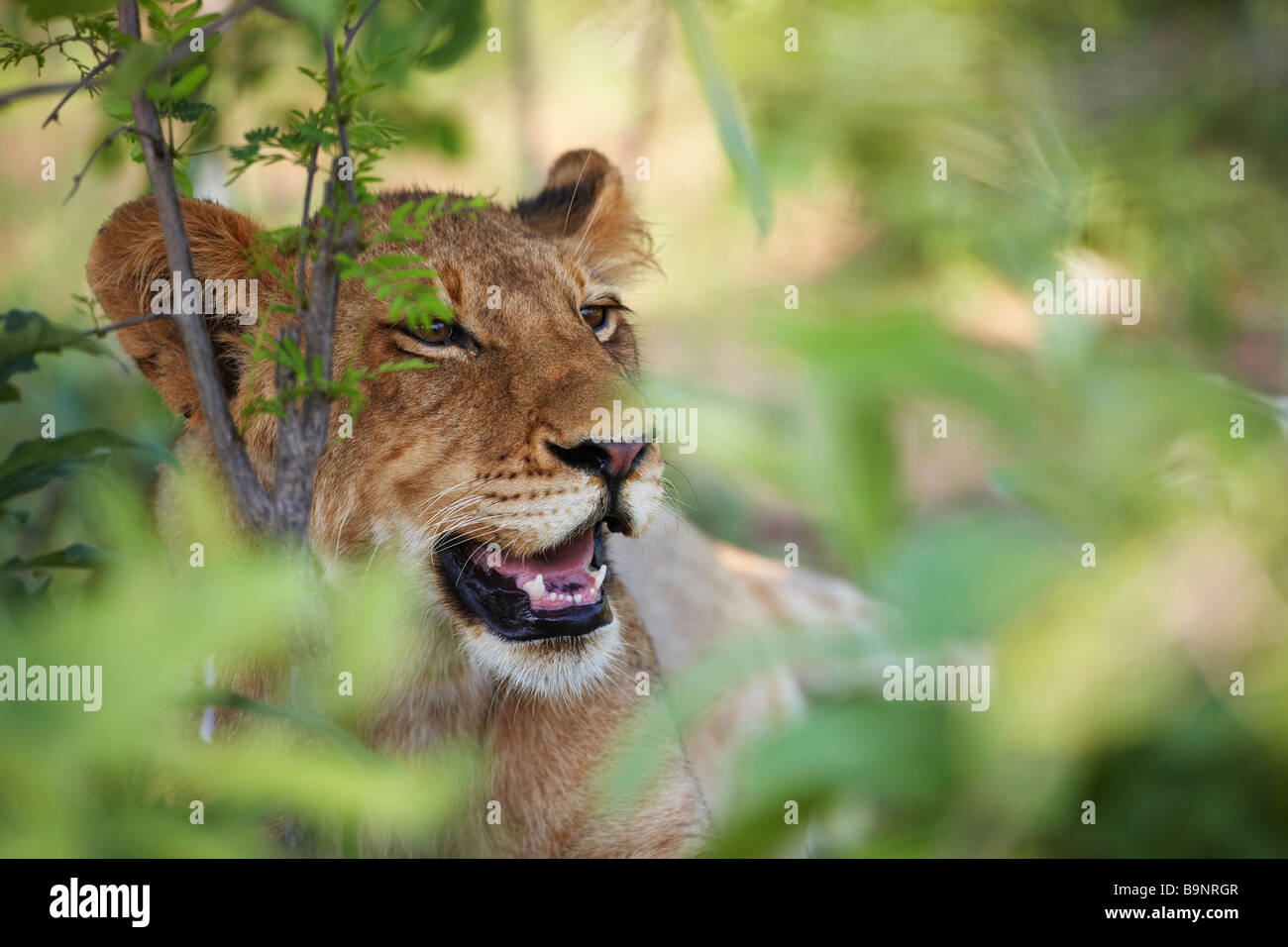 South africa safari lion hi-res stock photography and images - Alamy