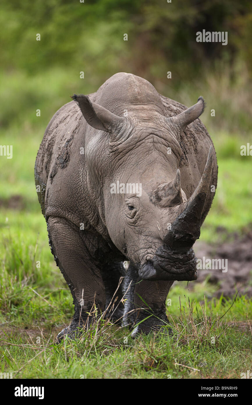 white rhinoceros in the bush, Kruger National Park, South Africa Stock Photo