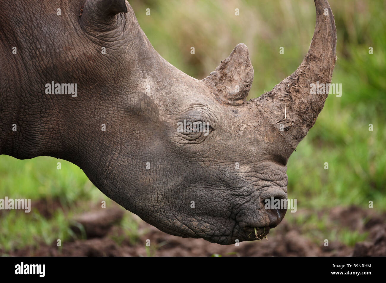 portrait of a white rhinoceros, Kruger National Park, South Africa Stock Photo