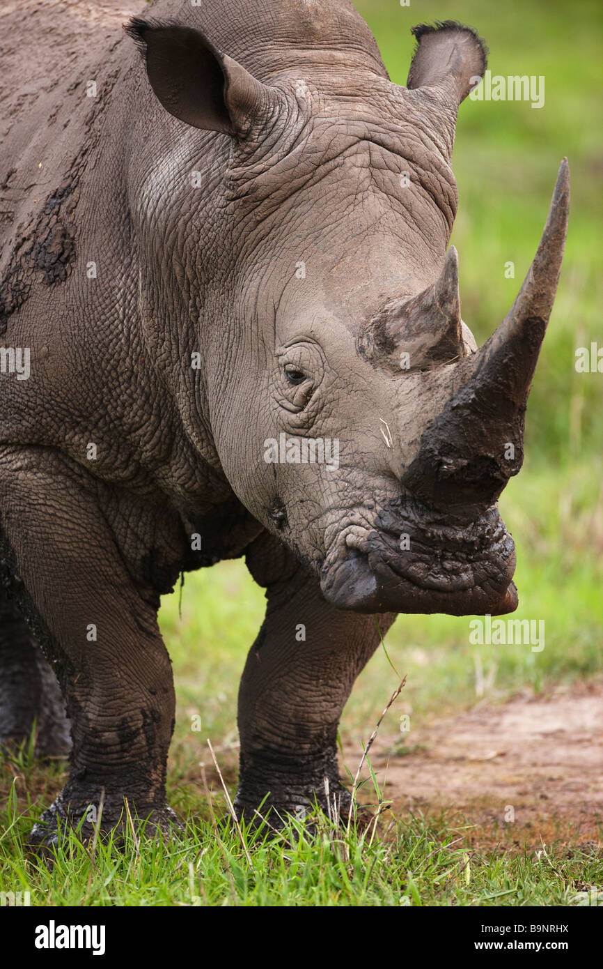 portrait of a white rhinoceros in the bush, Kruger National Park, South Africa Stock Photo