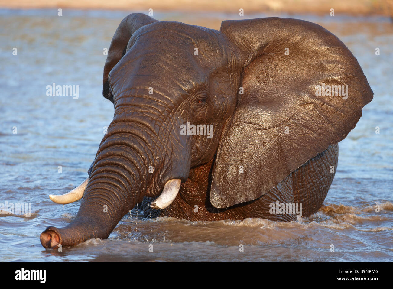 elephant wallowing in a waterhole, Kruger National Park, South Africa Stock Photo