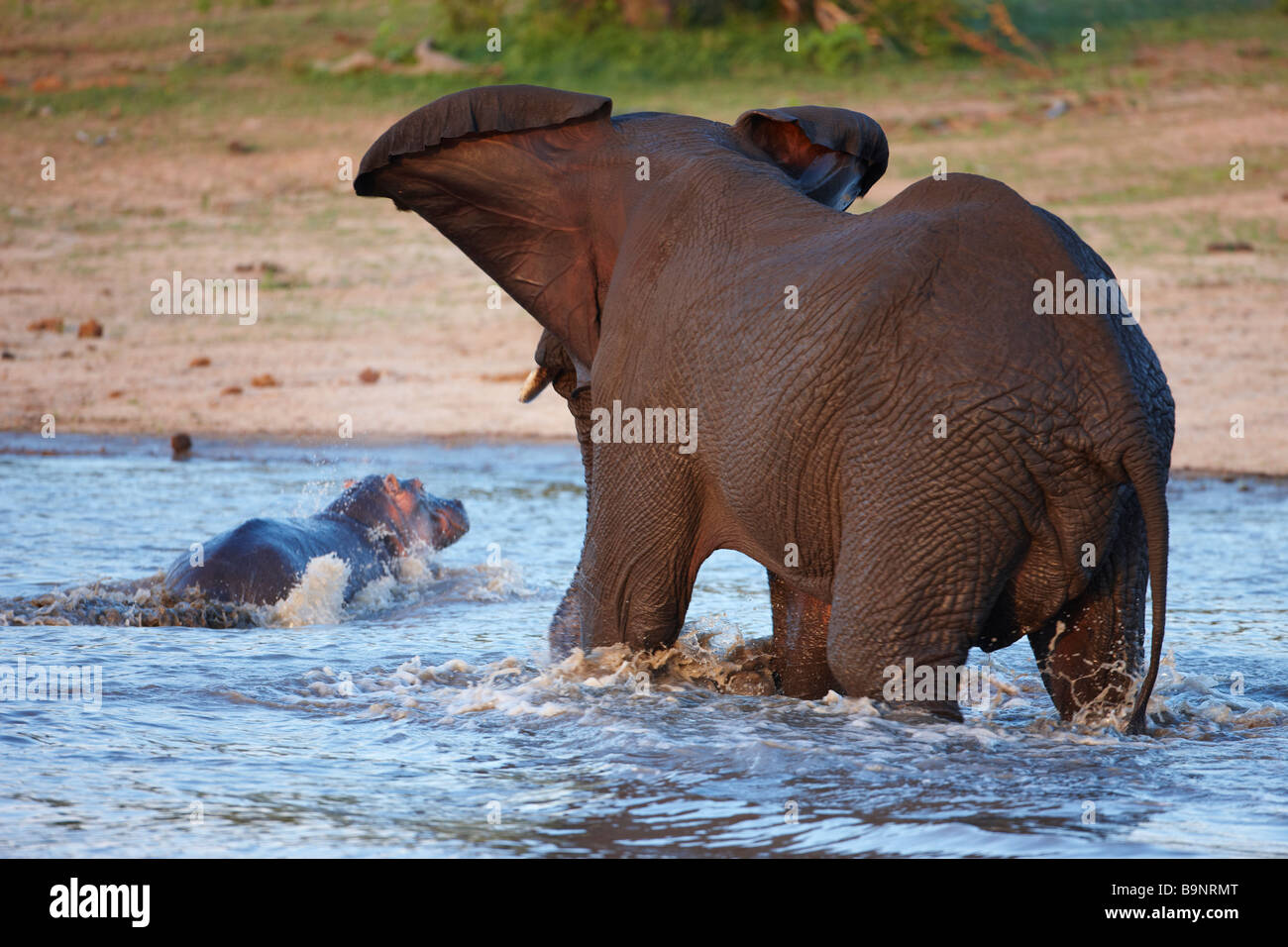 angry elephant chasing hippopotamus out of a waterhole, Kruger National Park, South Africa Stock Photo